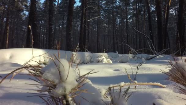 Derivados de neve cobriram o sol na floresta mista de inverno . — Vídeo de Stock