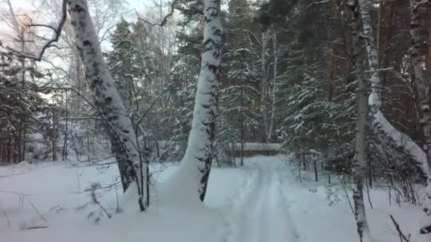 Skidspår på snö i vackra vinter blandad skog — Stockvideo