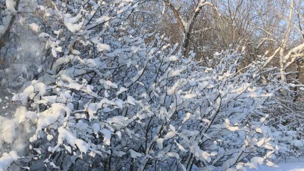 Снігопад на гілках покритих снігом дерев у прекрасному зимовому парку . — стокове відео