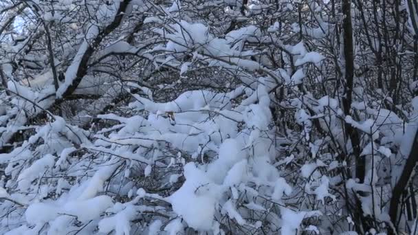 Vacker snö täckte träden i Vinterparken. Horisontella panorama — Stockvideo