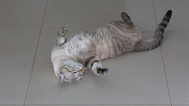 Beau chat thaï drôle couché sur le sol . — Video