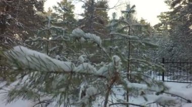 Çamın dalları kış ormandaki kar kapaklar