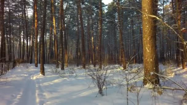 Зимний смешанный лес, покрытый снегом, освещенным солнцем . — стоковое видео