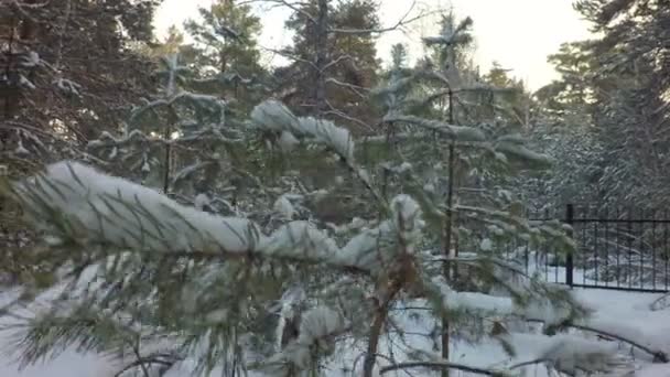 Gorras de nieve en ramas de pino en bosque de invierno — Vídeos de Stock