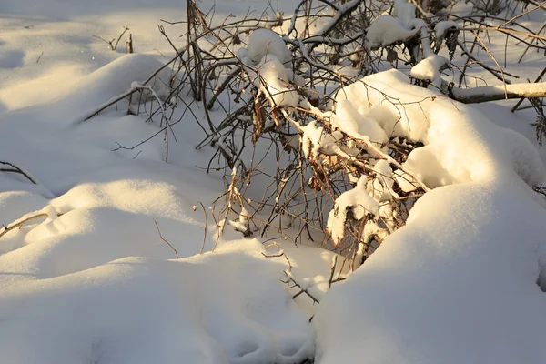 Raggi di sole su copriletto di neve riparando cespugli nella foresta . — Foto Stock