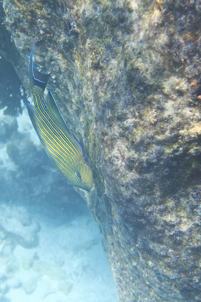 Clown surgeonfish in Indian Ocean near Seychelles. — Stock Photo, Image