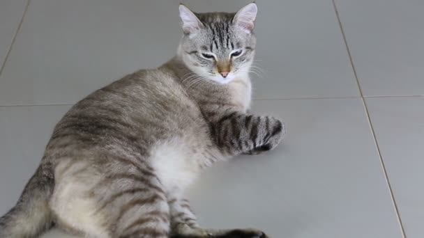 Thaï imposant beau chat couché sur le sol .