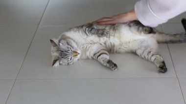 El ile güzel Tay kedi oyun fun.