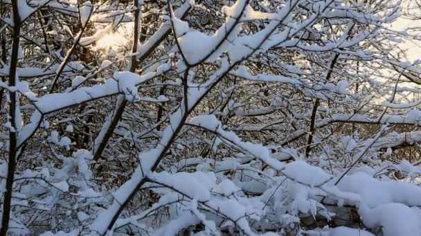 太陽光線は、ウィンターパークの美しい雪を頂いた木の枝を介して自分の道を作る。垂直方向のパノラマ — ストック動画