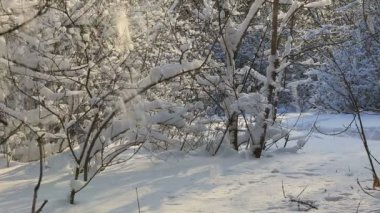 Kar üstünde kar yağışı ağaç dalları güzel kış park kapsamında.