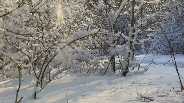Schneefall auf schneebedeckten Ästen im schönen Winterpark. — Stockvideo
