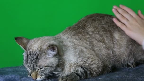 Combing hair cat after washing. — Stock Video