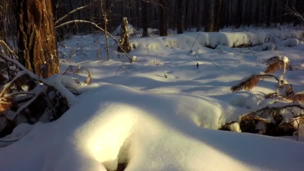 Sneeuw driften bedekt de zon in de winter gemengd bos. — Stockvideo