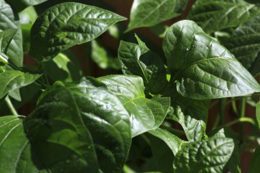 Fidan biber. Büyüyen evde lahanası.