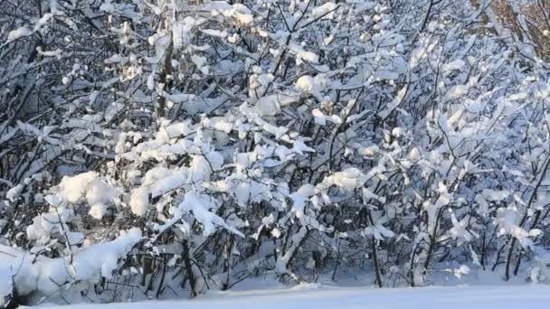 Vacker snö täckte träden i Vinterparken. Horisontella panorama — Stockvideo