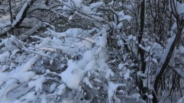 Güzel kar kış park ağaçlarda kaplı. Yatay panorama