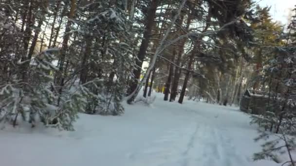 Зимний смешанный лес, покрытый снегом, освещенным солнцем . — стоковое видео
