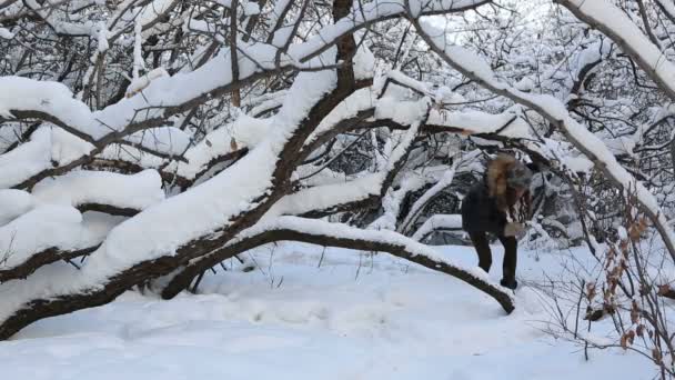 Mooie bang meisje loopt uit de buurt van een denkbeeldige schurk in besneeuwde bos. — Stockvideo