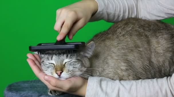 Combing hair cat after washing. — Stock Video