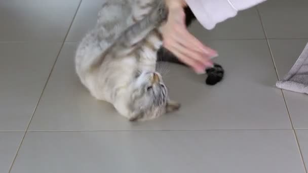 Weibliche Hand ist lustiges Spiel mit schöner thailändischer Katze. — Stockvideo