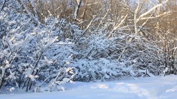 美丽的雪覆盖冬季公园里的树木。横向的全景 — 图库视频影像