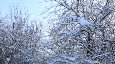 Güzel kar kış parkta ağaç dalları kaplı. Dikey Panoraması
