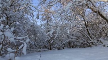 Güzel kar kış park ağaçlarda kaplı. Yatay panorama