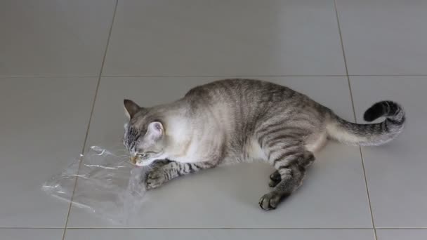 Rolig katt tuggar plastpåse. — Stockvideo