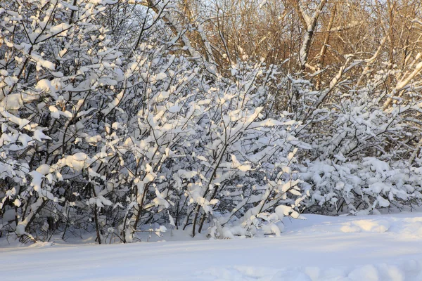Ветви деревьев, покрытые снегом. — стоковое фото