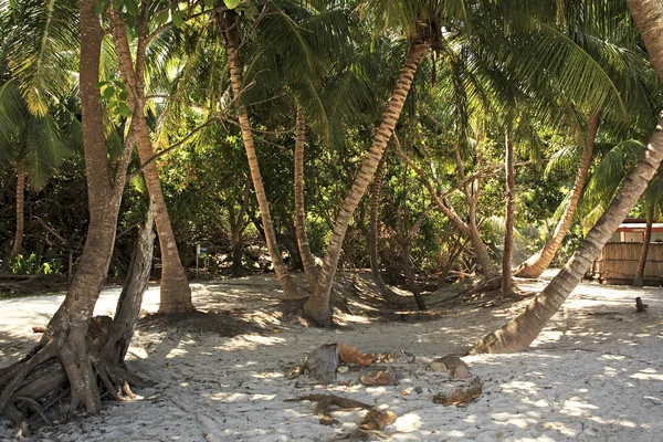 Palmami wyspy Curieuse w Ocean Indyjski. — Zdjęcie stockowe