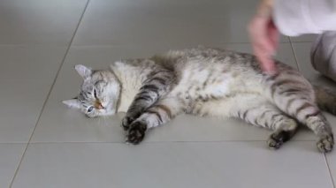 El ile güzel Tay kedi oyun fun.