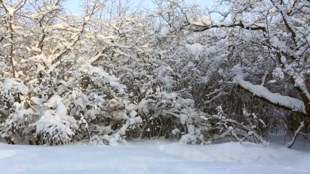 Красивые заснеженные деревья в зимнем парке. Горизонтальная панорама — стоковое видео