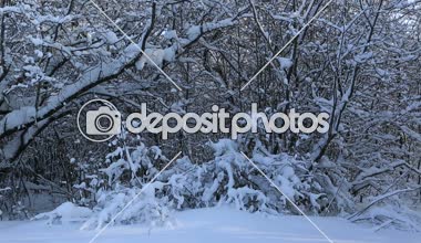 Güzel kar kış park ağaçlarda kaplı. Yatay panorama