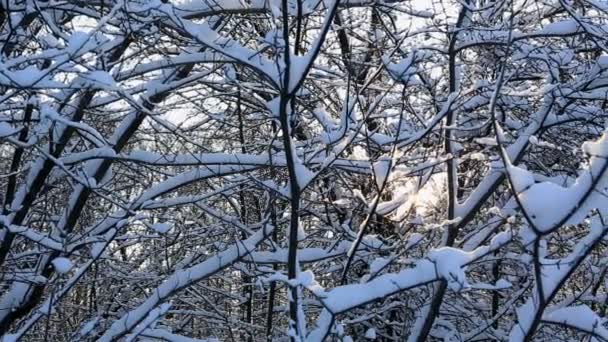 Los rayos del sol se abren camino a través de las hermosas ramas de árboles nevados en el parque de invierno. Panorama horizontal — Vídeo de stock
