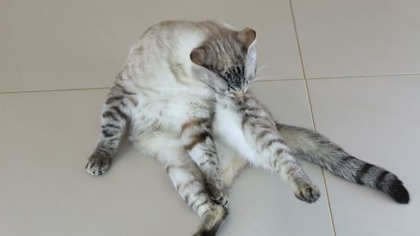 Bellissimo gatto tailandese lecca il suo corpo . — Video Stock