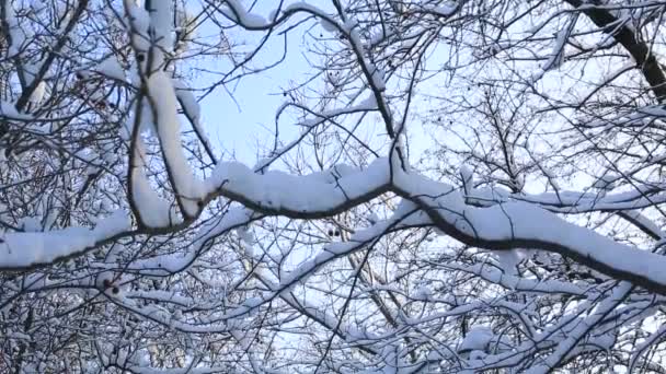 Pokryte śniegiem piękne gałęzi drzew w winter park. Panoramy pionowe — Wideo stockowe