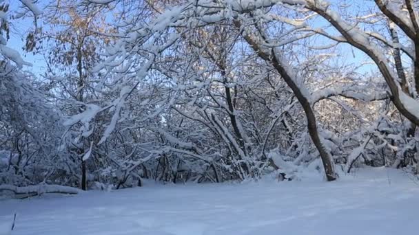 美しい雪では、冬の公園に木を覆われています。横パノラマ — ストック動画