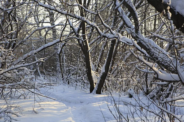 Ścieżka w śniegu dryfuje przez drzewa. — Zdjęcie stockowe