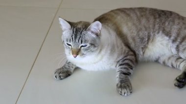 Yerde yatarken Tay imposingly güzel kedi.