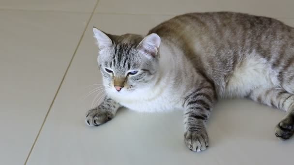 Thai imposingly beautiful cat lying on floor. — Stock Video