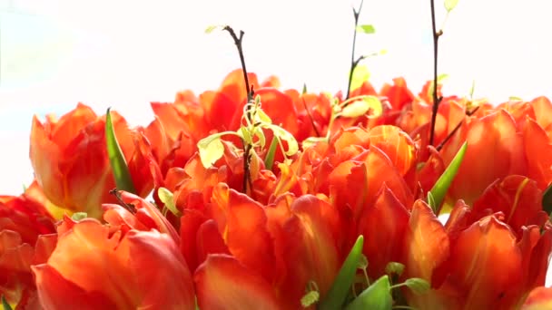 Gyönyörű csokor narancssárga tulipán fordult. — Stock videók