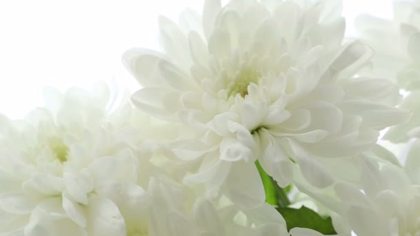Krásnou kytici bílých chryzantém odbočení. — Stock video