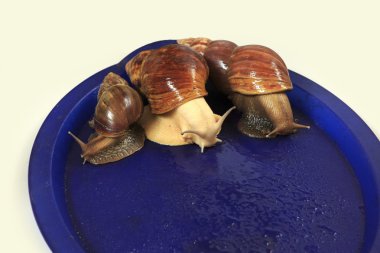 Mavi tepsi üzerinde büyük üzüm salyangoz.