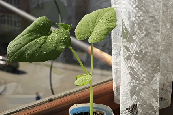 Fidan salatalık. Büyüyen evde lahanası. — Stok fotoğraf