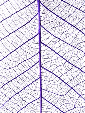 Dekoratif iskelet arka plan bırakır. Yakın çekim.