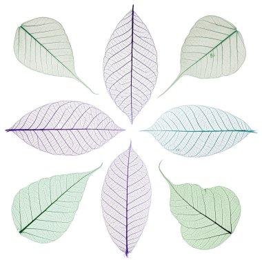 İskelet yaprakları üzerinde beyaz izole