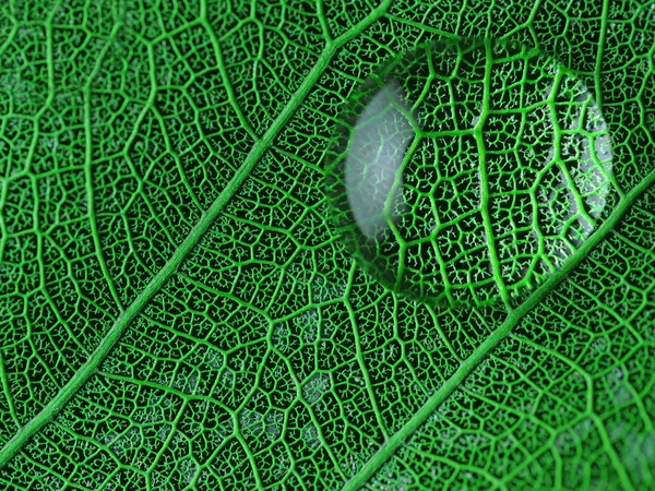 Leaf with water drop macro closeup photo — Stock Photo, Image