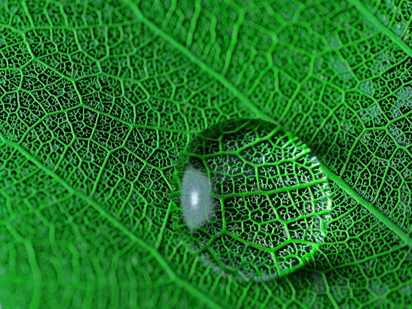 Blad met waterdruppel macro close-up foto — Stockfoto