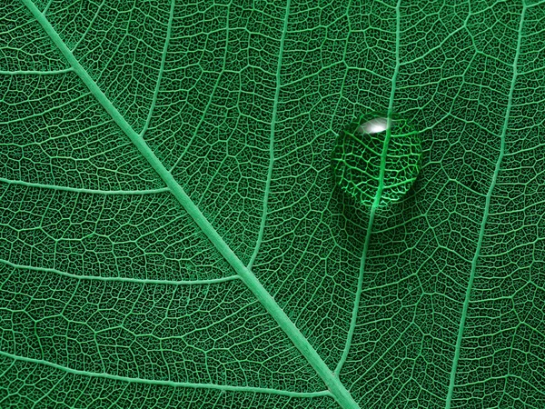 Leaf with water drop macro closeup photo — Stock Photo, Image