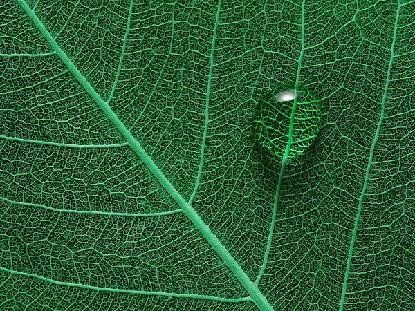 Blad met waterdruppel macro close-up foto — Stockfoto